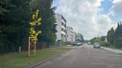 Wraca sprawa drzew przy ul. Kolarskiej w Ostrowi Mazowieckie