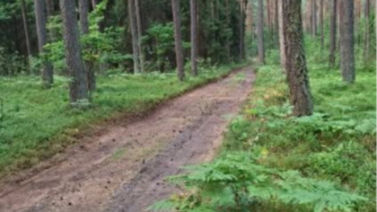 Ostrów Mazowiecka - Leśnictwo Turka. Leśna droga przy Szosie Brokowskiej. To tu 
