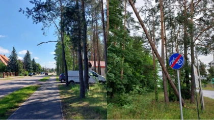 Nasza Czytelniczka zwróciła uwagę na stan drzew rosnących pr