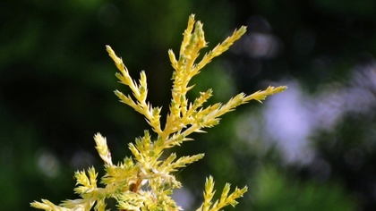 Ostrów Mazowiecka - Małkińscy policjanci zatrzymali 42-letniego mieszkańca powia