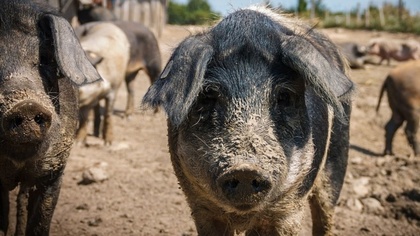 Ostrów Mazowiecka - Od 2 do 31 stycznia trwa kolejny nabór wniosków z działania 
