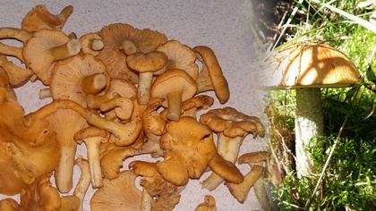 Ostrów Mazowiecka - Sezon grzybowy trwa w najlepsze. Swoim świeżutkim zbiorem po