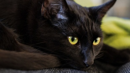 Ostrów Mazowiecka - Czarny kot przebiegł ci drogę? Przeszedłeś pod drabiną lub s