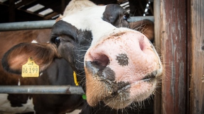 Ostrów Mazowiecka - Ruszył nabór wniosków w ramach programu 