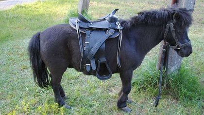 Ostrów Mazowiecka - W niedzielne popołudnie dyżurny ostrowskiej komendy policji 