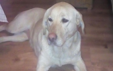 Ostrów Mazowiecka - Czytelniczka Paulina prosi o pomoc w znalezieniu domu dla su