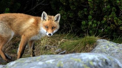 Ostrów Mazowiecka - Na terenie kompleksów leśnych, łąk i pól z pominięciem zbior