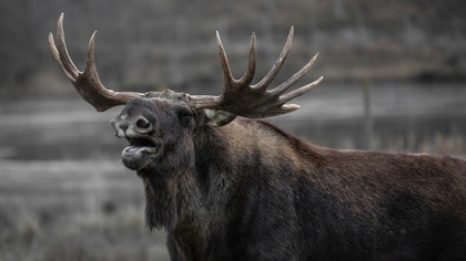 Ostrów Mazowiecka - W Majdanie Suskim (gm. Wąsewo) doszło do zderzenia samochodu
