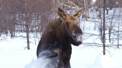 Ostrów Mazowiecka - Dwie osoby trafiły do szpitala na skutek zderzenia samochodu