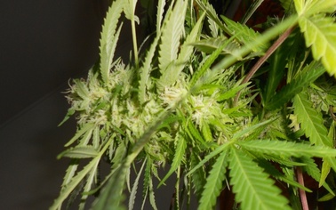 Ostrów Mazowiecka - Ostrowscy kryminalni zatrzymali w Ostrołęce dwóch mężczyzn w