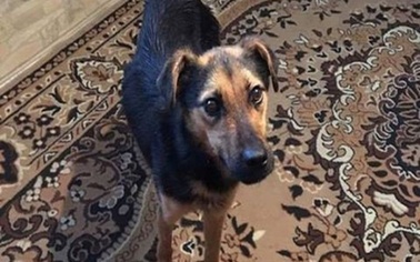 Ostrów Mazowiecka - Czytelniczka Klaudia szuka domu dla psa. Zwierzaka znalezion