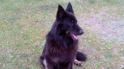 Ostrów Mazowiecka - Agresywny pies zaatakował i pogryzł 33-letniego ostrowianina