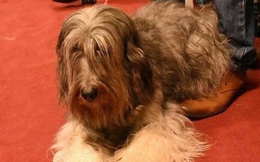 Ostrów Mazowiecka - Zaginął pies, suczka polskiego owczarka nizinnego. Zwierzak 