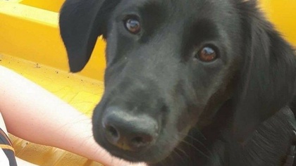 Ostrów Mazowiecka - Czytelnik prosi o pomoc w odnalezieniu zaginionego kundelka.