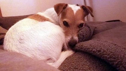 Ostrów Mazowiecka - Zaginął biały z rudo-brązowymi łatami pies. Miał na sobie br