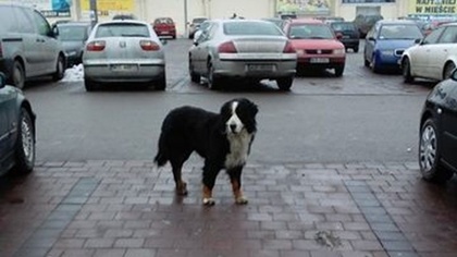 Ostrów Mazowiecka - Jedna z naszych czytelniczek zaalarmowała naszą redakcję inf