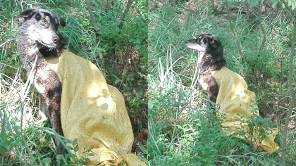 Ostrów Mazowiecka - W kompleksie leśnym na pograniczu miejscowości Krupińskie/Sa