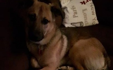 Ostrów Mazowiecka - Od soboty 31 grudnia trwają poszukiwania młodego pieska, któ