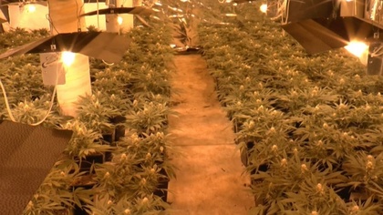 Ostrów Mazowiecka - Ponad 1600 krzaków marihuany i gotowy produkt ujawnili funkc