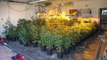 Ostrów Mazowiecka - Ponad 130 sztuk krzewów konopi indyjskich zabezpieczyli ostr