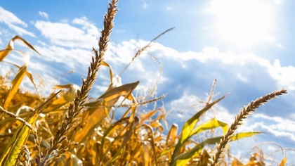 Ostrów Mazowiecka - W trakcie letnich upałów na pracodawcach ciążą dodatkowe obo