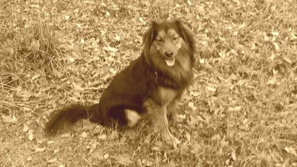 Ostrów Mazowiecka - 31-letnia kobieta idąc chodnikiem przy ul. Mieszka została u