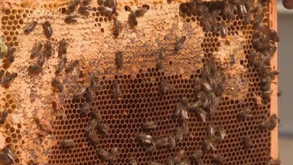 Ostrów Mazowiecka - Na świecie istnieje około 20 000 gatunków pszczół. Owady te 