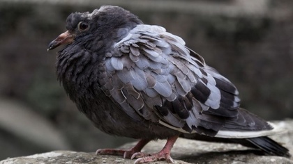 Ostrów Mazowiecka - Ostrowskie stowarzyszenie 
