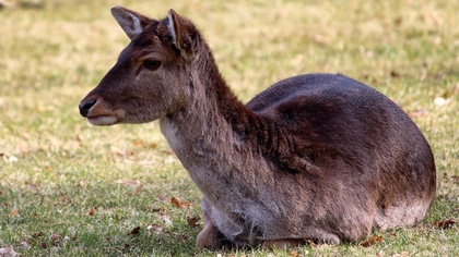 Ostrów Mazowiecka - Do dwóch zdarzeń drogowych z sarnami doszło w sobotę 1 kwiet