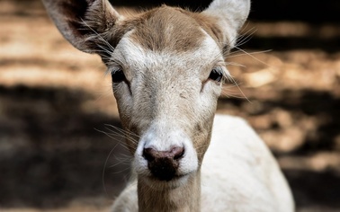 Ostrów Mazowiecka - Pod fiata mareę nagle wybiegła sarna, kierujący nie miał sza