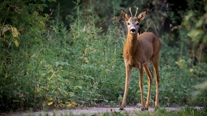 Ostrów Mazowiecka - Litwin kierujący samochodem ciężarowym daf uderzył w przebie
