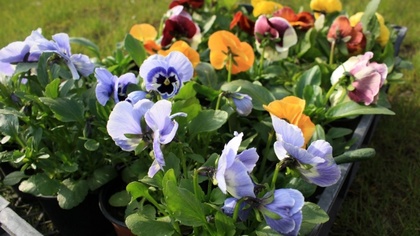 Ostrów Mazowiecka - Jeszcze rok temu było to brzydkie, zaniedbane miejsce. Dzisi