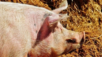 Ostrów Mazowiecka - Agencja Restrukturyzacji i Modernizacji Rolnictwa już wkrótc