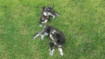 Ostrów Mazowiecka - Z ul. Świerkowej w Komorowie w nocy ze środy na czwartek (4-