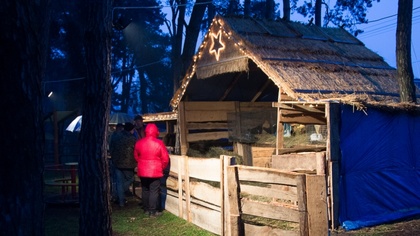 Ostrów Mazowiecka - W Małkini Górnej w lasku za Urzędem Gminy, powstała Bożonaro