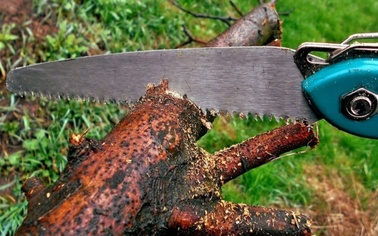 Ostrów Mazowiecka - Od 2017 roku weszły w życie zmiany dotyczące wycinki drzew i